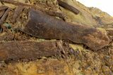 Dinosaur Bones and Ossified Tendons in Sandstone - Wyoming #303390-1